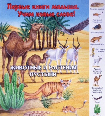 Животные и растения пустыни