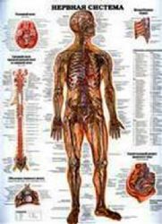 Нервная система. Вегетативная нервная система (плакат)