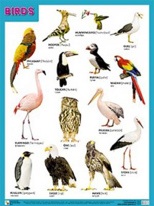 Плакаты BIRDS (Птицы)