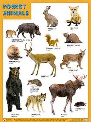 Плакаты FOREST ANIMALS (Лесные обитатели)