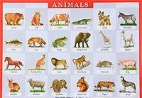 Животные. Animals