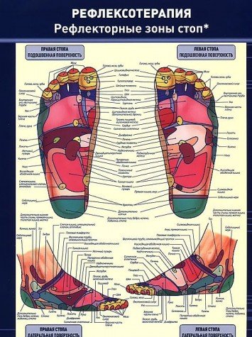 Плакат Рефлексотерапия. Рефлекторные зоны стоп