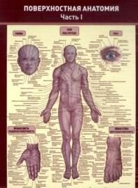 Плакат Поверхностная анатомия. В 2-хчастях. Ламинир-ный, полноцветный, двустронний. Формат А4.