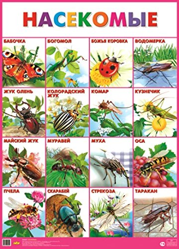 Насекомые (0+)