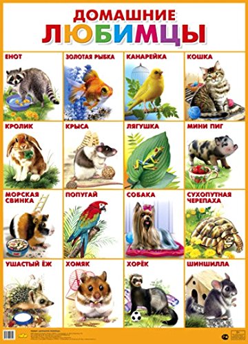 Домашние любимцы (0+)