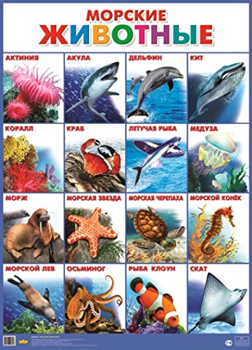 Морские животные (0+)