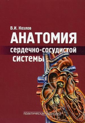 Анатомия сердечно-сосудистой системы