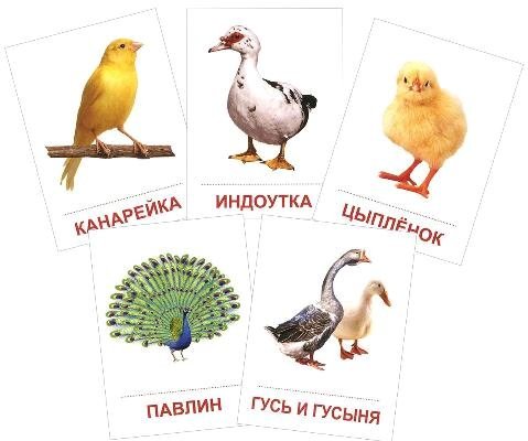 Раздат. карточки Птицы домаш. и декор. (63х87мм)
