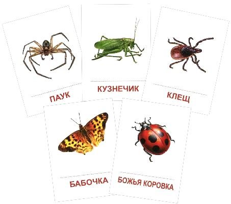 Раздаточные карточки Насекомые (63х87мм)