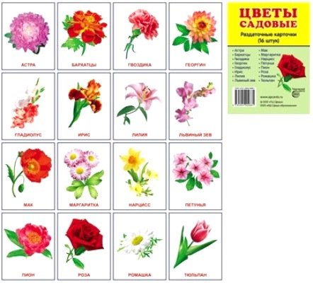 Раздат. карточки Цветы садовые (63х87мм)