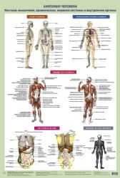 Анатомия человека. Костная, мышечная, кровеносная системы и внутренние органы (в тубусе)