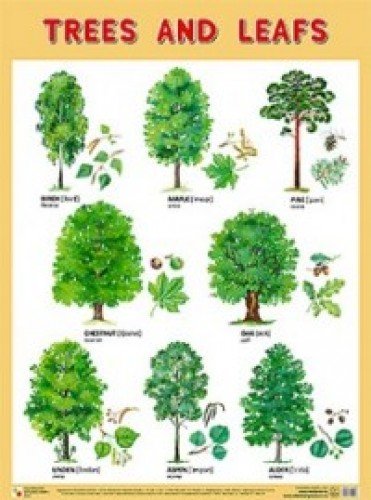 Trees and Leafs (Деревья и листья)
