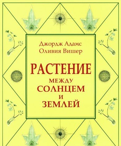 Растение между солнцем и землей