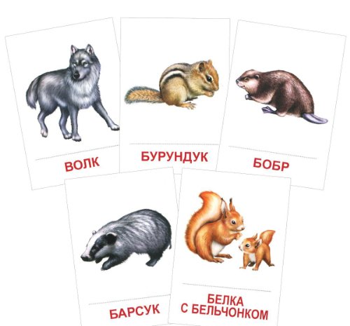 Раздаточные карточки Дикие животные -1 (63х87мм)
