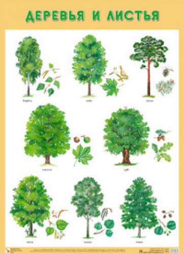 Деревья и листья