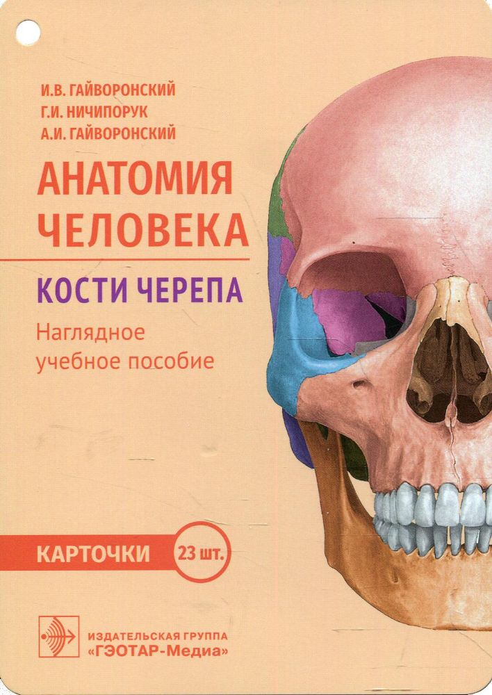 Анатомия человека. Кости черепа (карточки + кольцо для стяжки карточек)