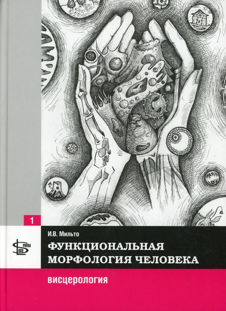 Мильто, Функциональная морфология человека: висцерология