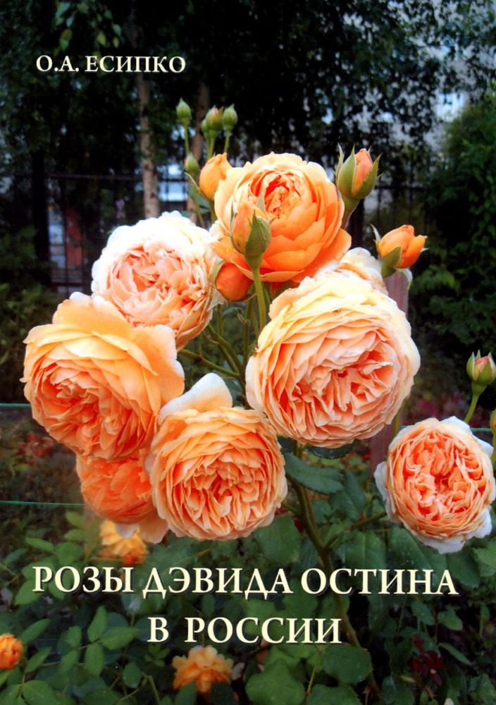 Розы Дэвида Остина в России