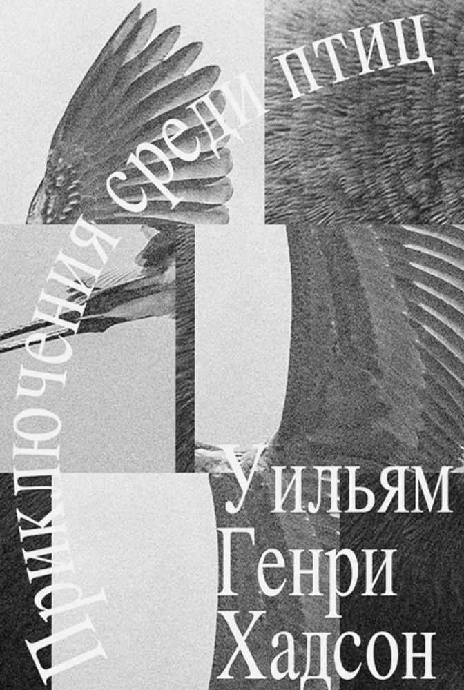 Приключение среди птиц