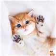 Котики