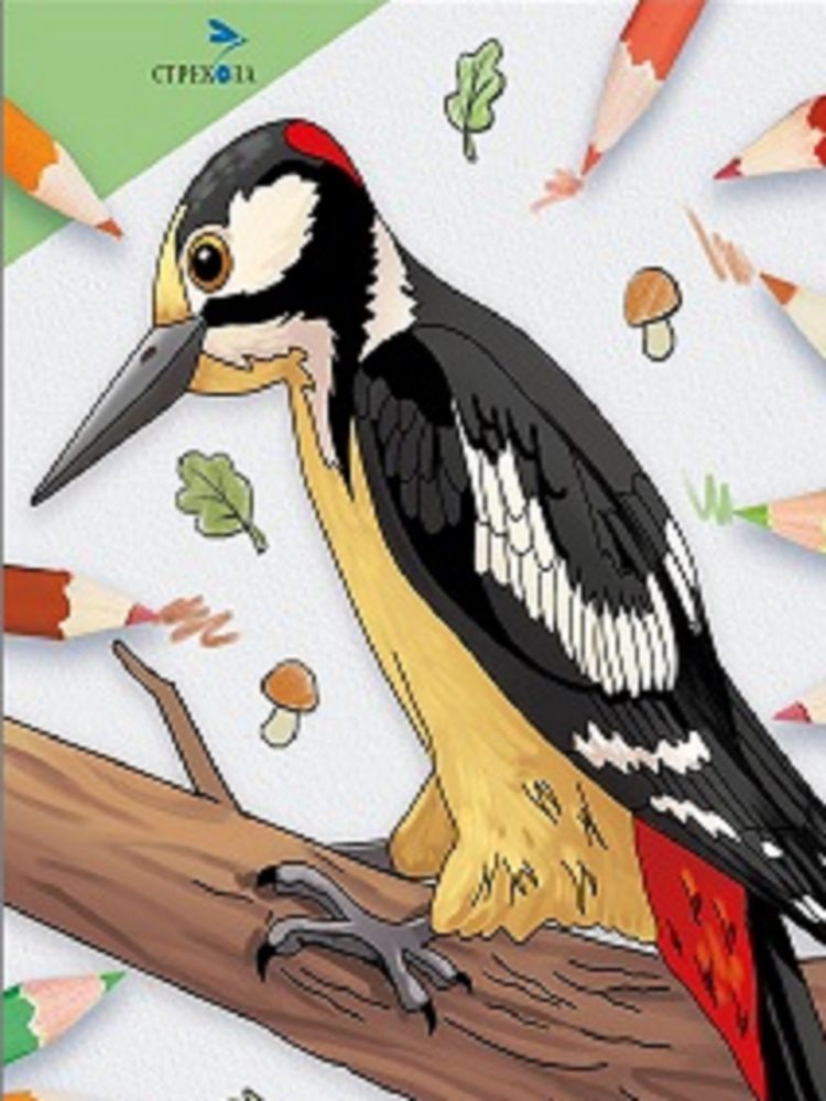 Окружающий мир. Раскраска. Птицы нашего леса