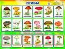 Грибы