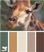 Цвета животных.