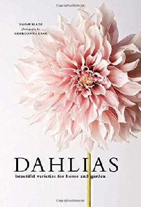 Dahlias: Beautiful Varieties for Home Garden