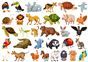 Baby Touch and Feel Animals