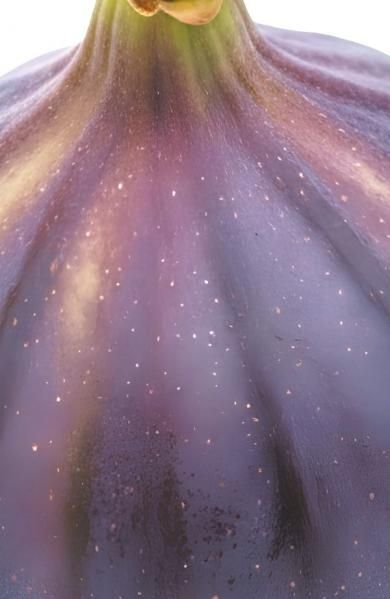 Блокнот со спелым инжиром А5, мягкая обложка, 32 л.