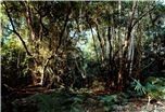 Thomas Struth - New Pictures from Paradise