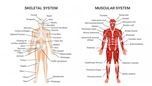 Basic Human Anatomy