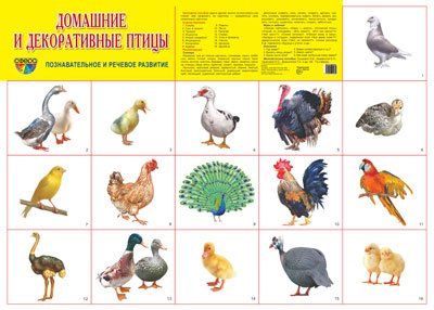 Демонстрационный плакат СУПЕР А2 Домашние и декоративные птицы