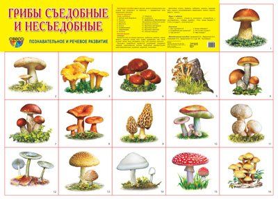 Демонстрационный плакат СУПЕР А2 Грибы съедобные и несъедобные