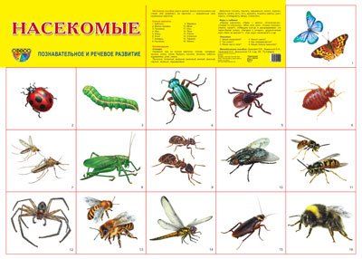 Демонстрационный плакат СУПЕР А2 Насекомые